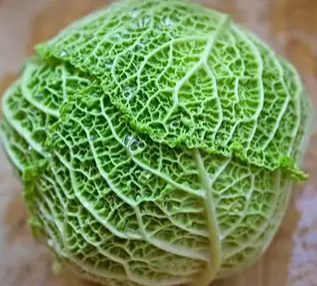 Savoy cabbage